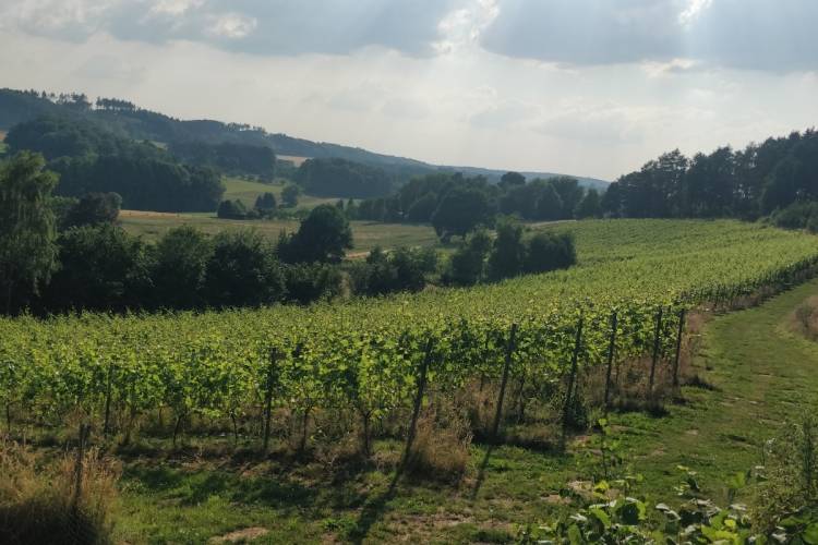 Weinhof Brinkmann - Weinberg Bad Iburg