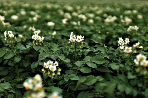 Kartoffeln Bad Iburg - Frank Meiners