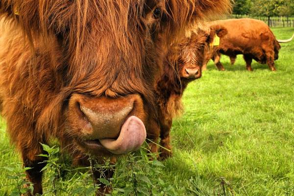 Regionale Lieferanten Bad Iburg-Slow Food