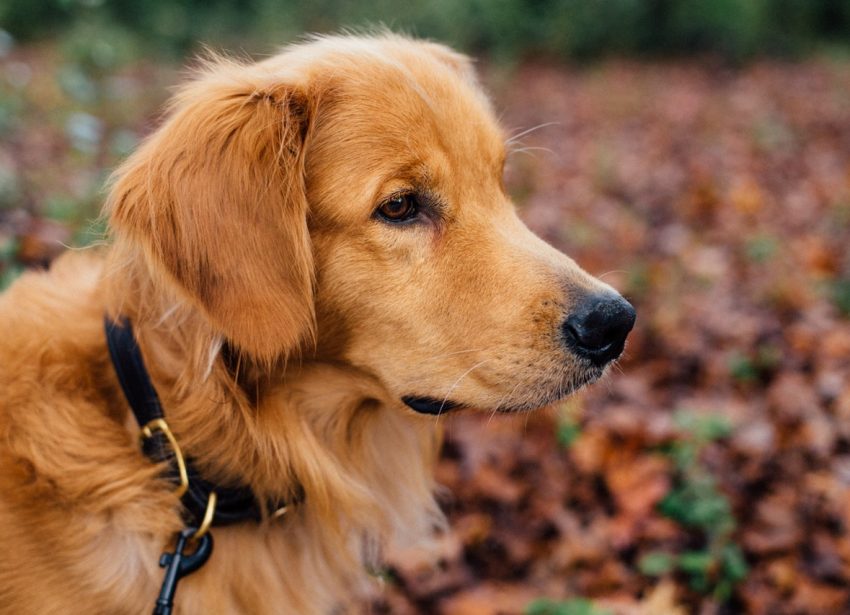 Kurzurlaub mit Hund Kurzurlaub mit Hund