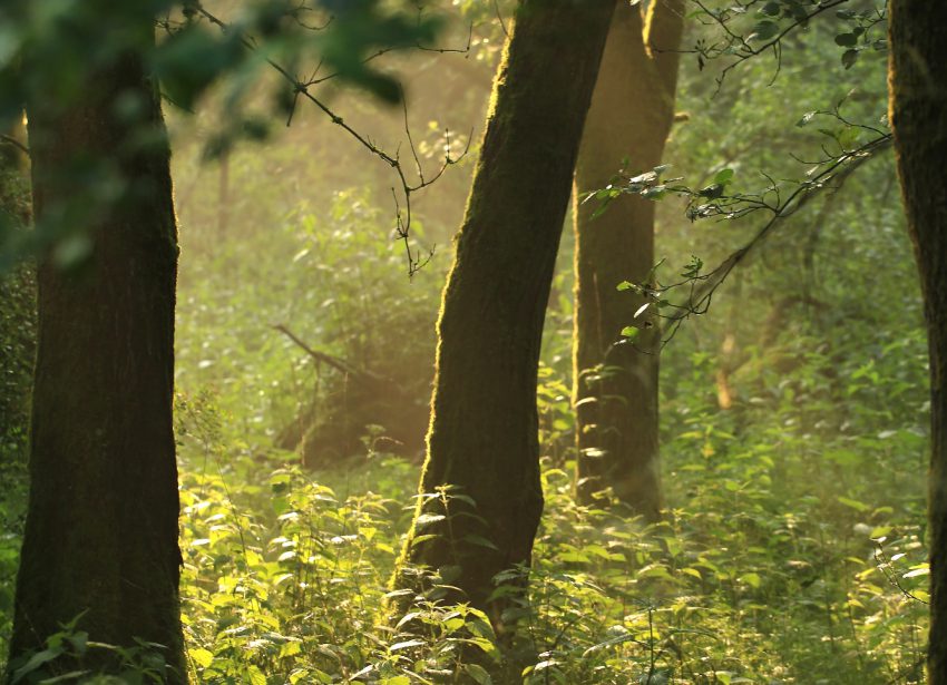 Kneipp-Gesundheits-Wohlfühl-Woche Kneipp-Gesundheits-Wohlfühl-Woche