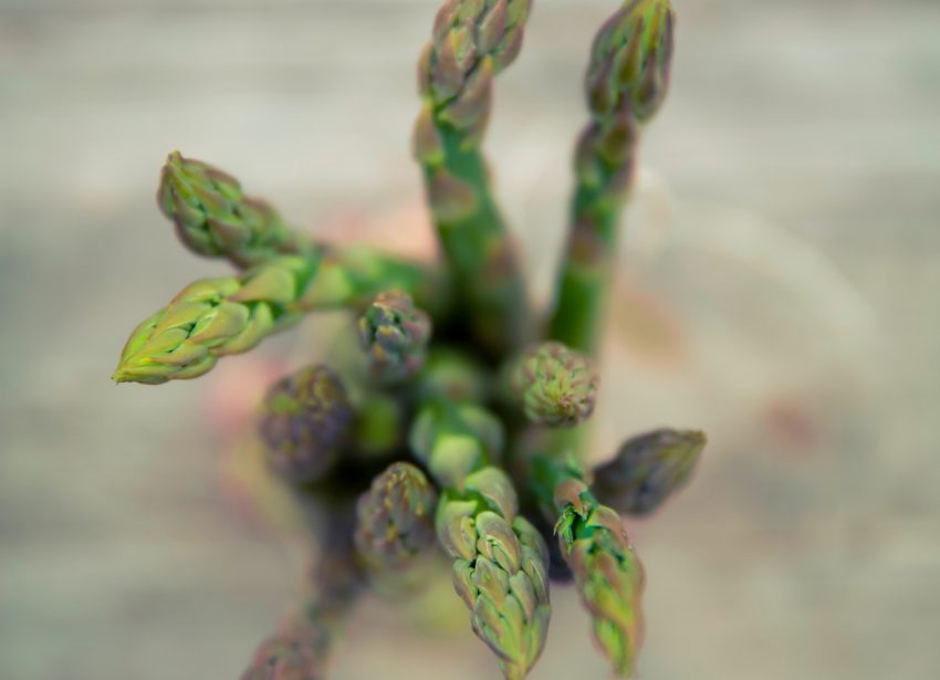 Spargel, Spargel, Spargel Spargel, Spargel, Spargel